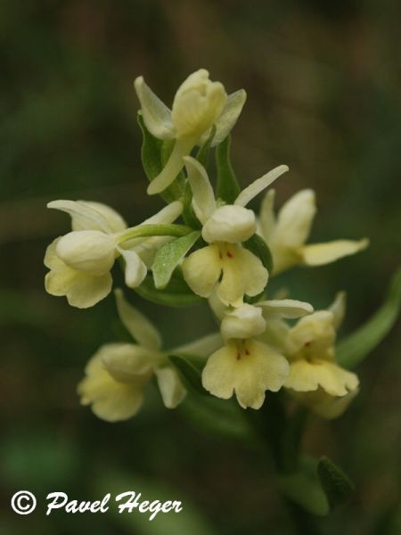 Dactylorhiza insularis